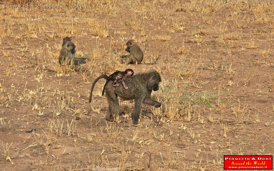 TANZANIA - Tarangire National Park - 20.jpg